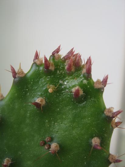 Name:  opuntia.JPG
Views: 1796
Size:  30.0 KB