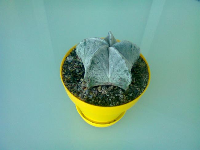 Name:  fotoraf0612.jpg
Views: 2867
Size:  23.9 KB