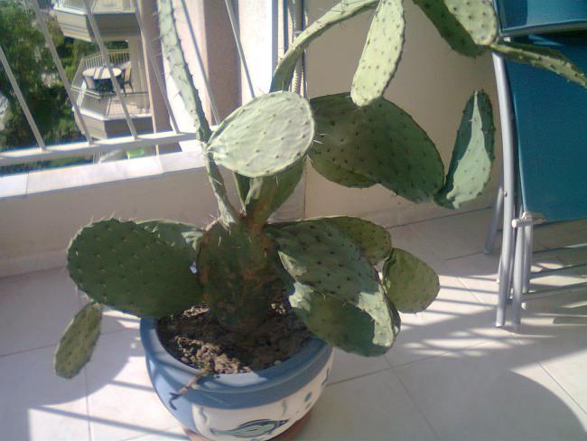 Name:  fotoraf0623.jpg
Views: 1845
Size:  43.7 KB
