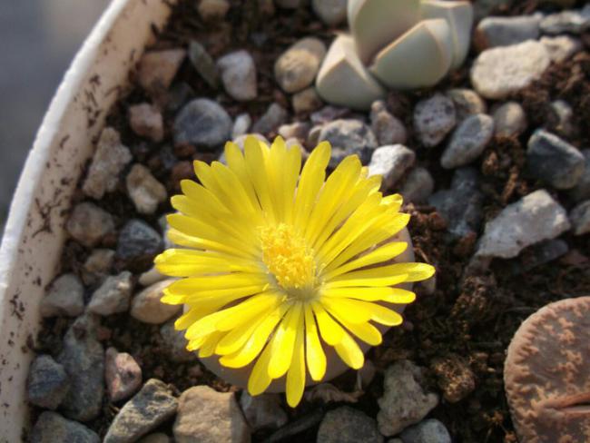 Name:  lithops.jpg
Views: 866
Size:  45.5 KB