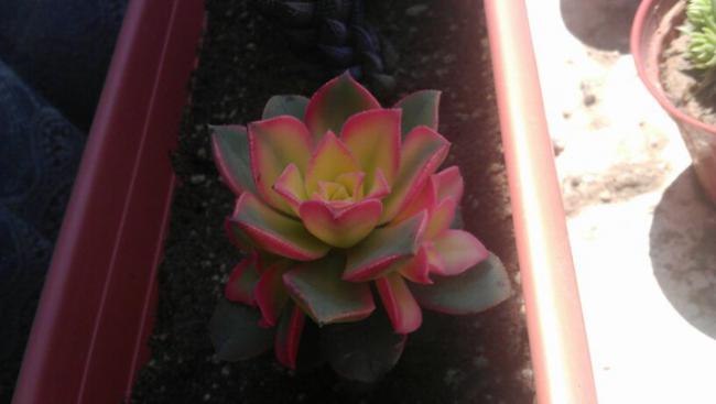 Name:  kaktus3.jpg
Views: 1084
Size:  22.0 KB