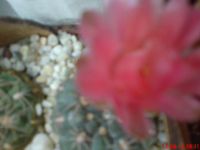 Name:  DSC01758.jpg
Views: 404
Size:  21.7 KB