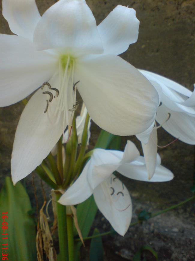 Name:  DSC01761.jpg
Views: 467
Size:  43.8 KB