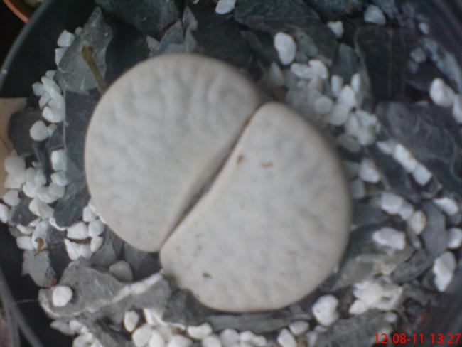 Name:  DSC01752.jpg
Views: 464
Size:  31.5 KB