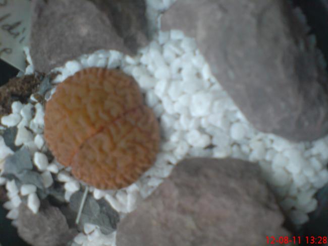 Name:  DSC01753.jpg
Views: 465
Size:  27.5 KB