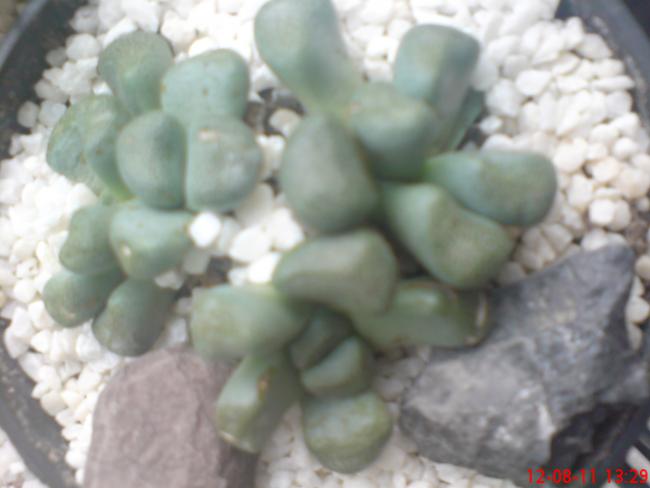 Name:  DSC01755.jpg
Views: 521
Size:  30.3 KB