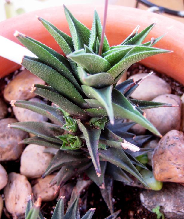 Name:  haworthia viscosa AGUSTOS 2011 083.jpg
Views: 1380
Size:  71.7 KB