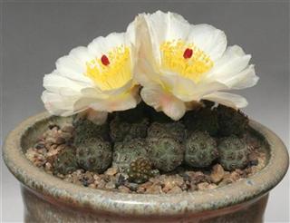 Name:  Puna bonnieae (Small) (Custom) (Custom).jpg
Views: 1102
Size:  22.5 KB