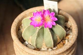 Name:  A. hintonii (Custom).jpg
Views: 1276
Size:  13.1 KB