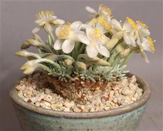 Name:  Avonia Quinaria (Small) (Custom) (Custom).jpg
Views: 1317
Size:  16.3 KB