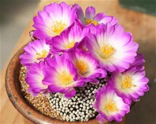 Name:  Mammillaria Luethyi (3) (Small) (Custom) (Custom).jpg
Views: 1349
Size:  26.7 KB