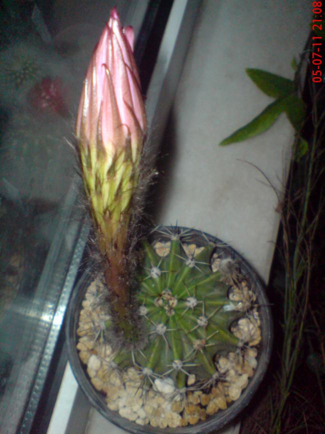 Name:  DSC01642.jpg
Views: 488
Size:  63.1 KB