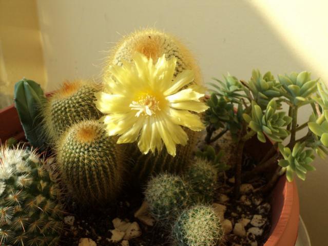Name:  Image00003.jpg
Views: 1772
Size:  42.8 KB