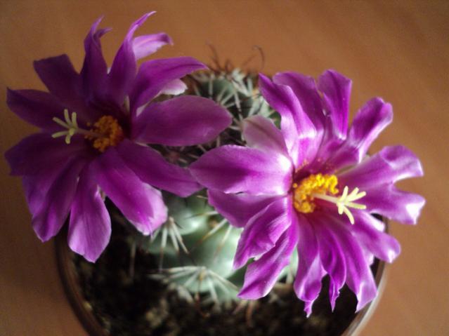 Name:  Image00014.jpg
Views: 1824
Size:  34.5 KB