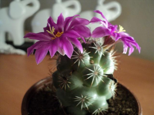 Name:  Image00015.jpg
Views: 1787
Size:  31.2 KB