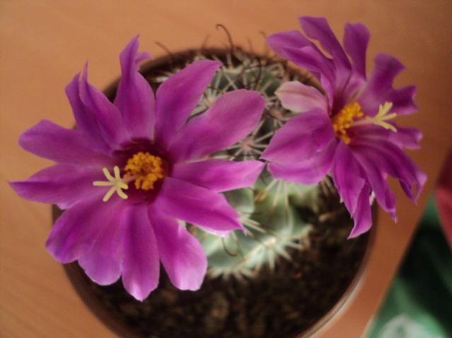 Name:  Image00046.jpg
Views: 1721
Size:  30.2 KB