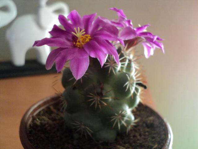 Name:  Image00045.jpg
Views: 1663
Size:  28.1 KB