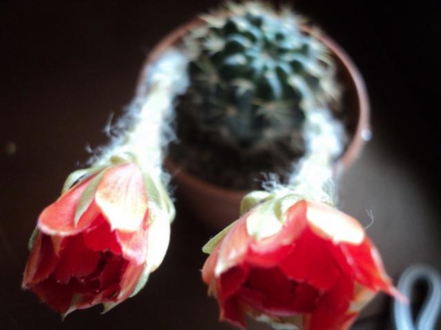 Name:  Image00020.jpg
Views: 1714
Size:  27.5 KB