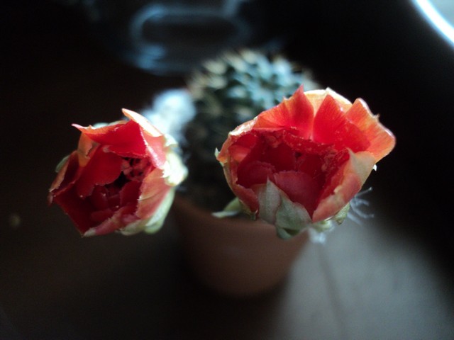 Name:  Image00050.JPG
Views: 1760
Size:  61.9 KB