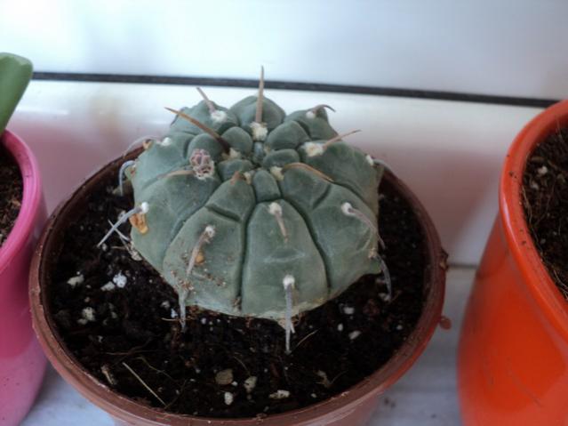 Name:  Image00029.jpg
Views: 1966
Size:  33.1 KB