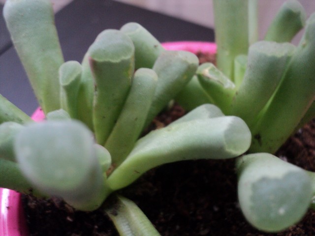 Name:  Image00028.JPG
Views: 1843
Size:  67.8 KB