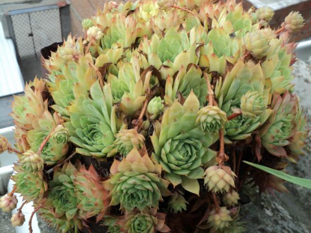 Name:  Image00006.jpg
Views: 1725
Size:  58.3 KB