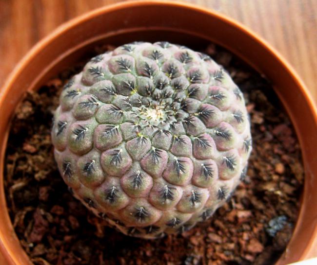 Name:  28 austos 11 Sulcorebutia rauschii Mor-Yeil.jpg
Views: 1241
Size:  54.6 KB