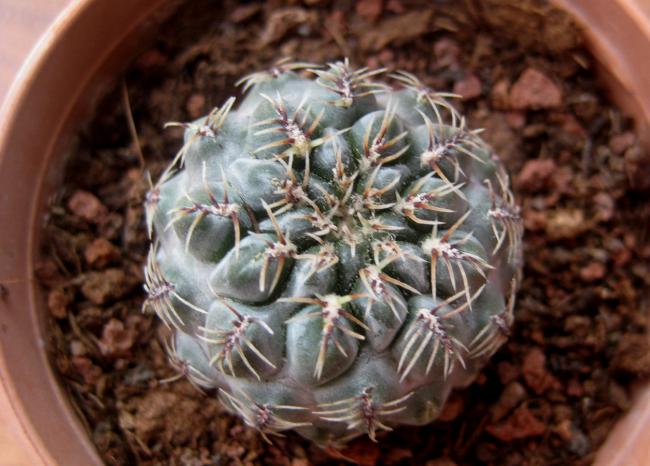 Name:  28 austos 11 Sulcorebutia Zawaletae.jpg
Views: 1132
Size:  49.4 KB