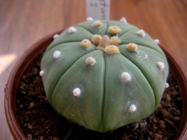 Name:  28 austos 11 Astrophytum asterias.jpg
Views: 1150
Size:  33.1 KB