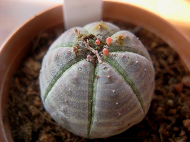 Name:  28 austos 11 Euphorbia Obesa.jpg
Views: 1795
Size:  37.8 KB