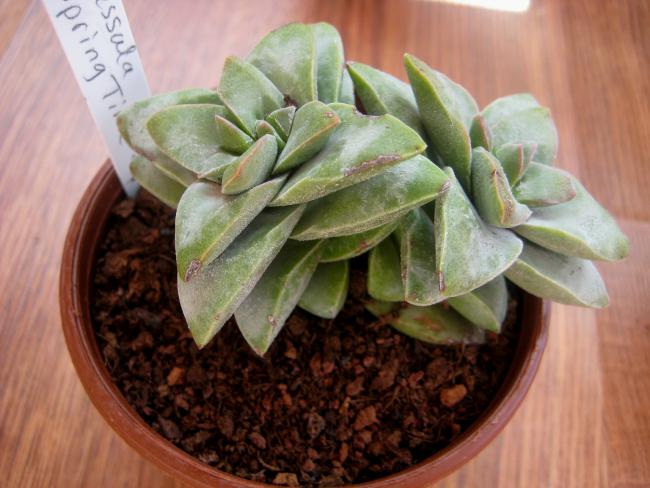 Name:  28 austos 11 Crassula Springtime.jpg
Views: 1520
Size:  44.8 KB