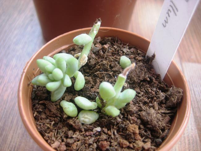 Name:  28 austos 11 Sedum dasyphyllum.jpg
Views: 1515
Size:  50.2 KB
