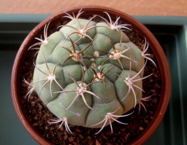 Name:  28 austos 11 Gymnocalycium Pugionacanthum.jpg
Views: 1256
Size:  44.7 KB