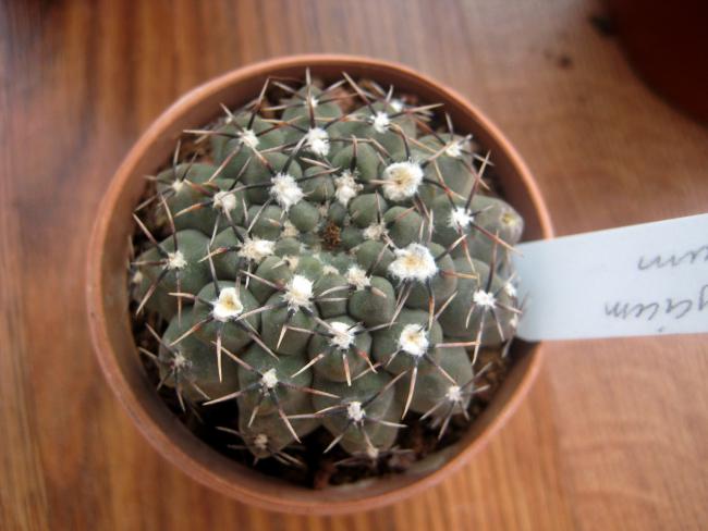 Name:  28 austos 11 Gymnocalycium Quehlianum.jpg
Views: 1212
Size:  39.4 KB