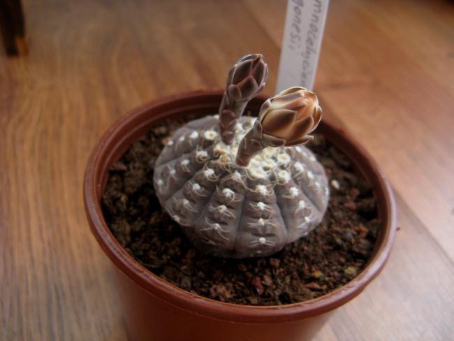 Name:  28 austos 11 Gymnocalycium Ragonesii.jpg
Views: 1361
Size:  32.4 KB