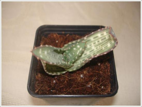 Name:  Aloe hyb..jpg
Views: 898
Size:  24.3 KB