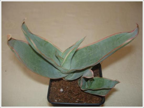 Name:  Aloe striata.jpg
Views: 1419
Size:  21.6 KB