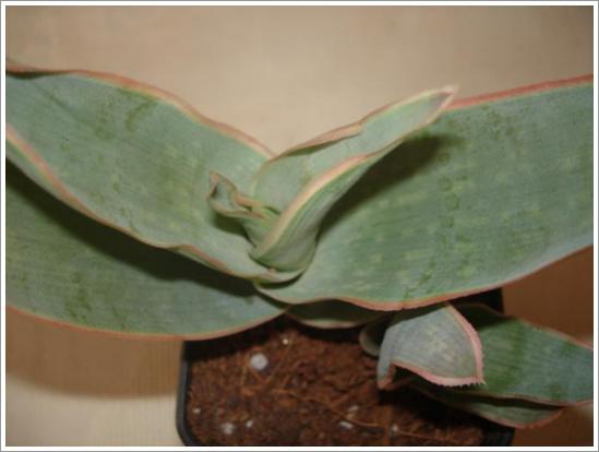Name:  Aloe striata 2.jpg
Views: 934
Size:  23.2 KB