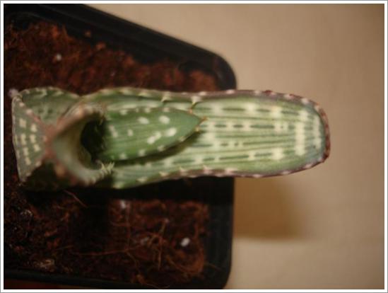 Name:  Aloe hyb.jpg
Views: 863
Size:  22.0 KB