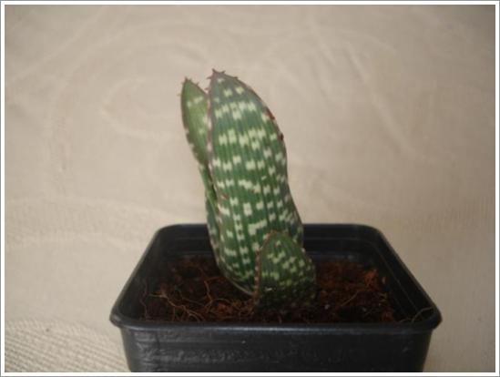 Name:  Aloe hyb.2.jpg
Views: 870
Size:  19.7 KB