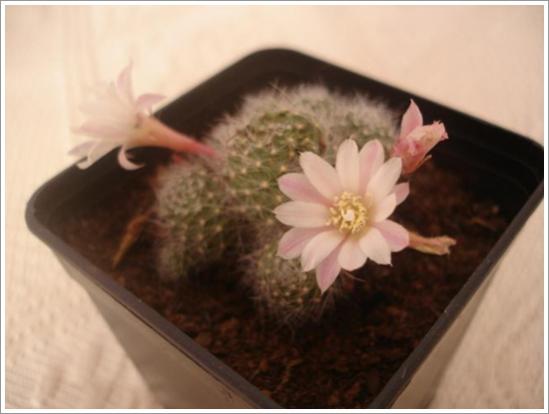 Name:  Rebutia albiflora 2.jpg
Views: 861
Size:  23.8 KB