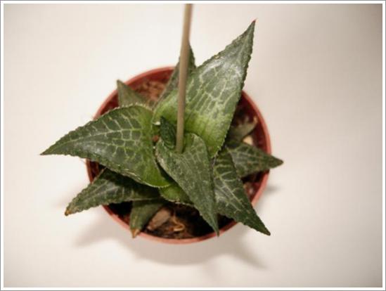 Name:  Haworthia tesellata (2) 2.jpg
Views: 891
Size:  21.6 KB
