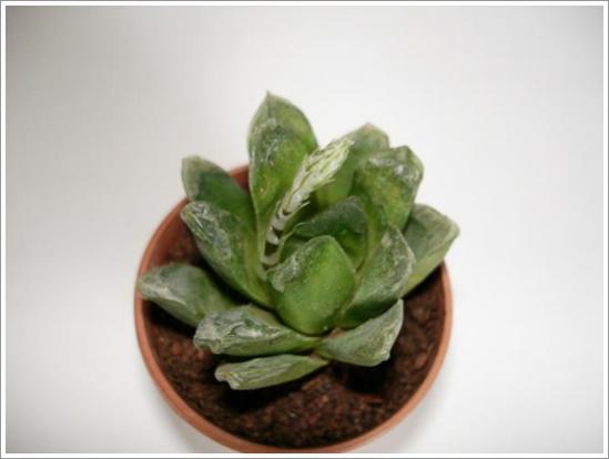Name:  H. hibrit 2.jpg
Views: 799
Size:  20.0 KB