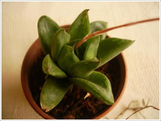 Name:  H. cymbiformis 2.jpg
Views: 855
Size:  24.9 KB