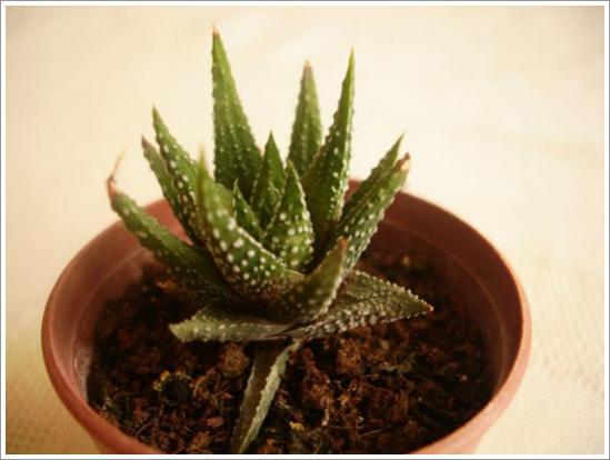 Name:  H. herbacea (2) 2.jpg
Views: 906
Size:  27.6 KB