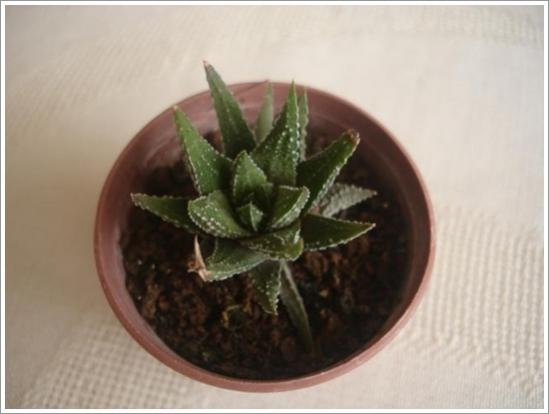 Name:  H. herbacea 2.jpg
Views: 862
Size:  23.8 KB