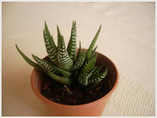 Name:  H. fasciata 2.jpg
Views: 873
Size:  24.6 KB
