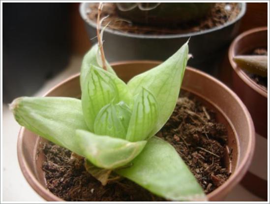 Name:  H. angustifolia (2) 2.jpg
Views: 858
Size:  29.7 KB
