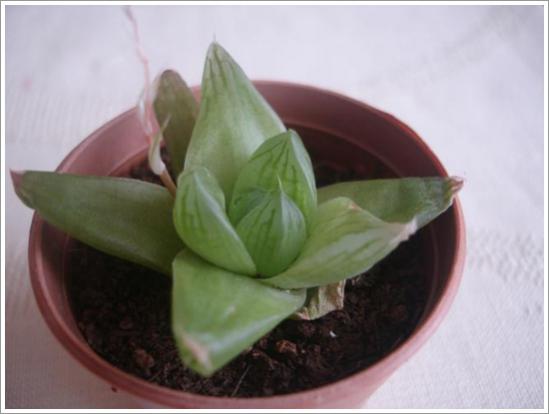 Name:  H. angustifolia 2.jpg
Views: 851
Size:  22.5 KB