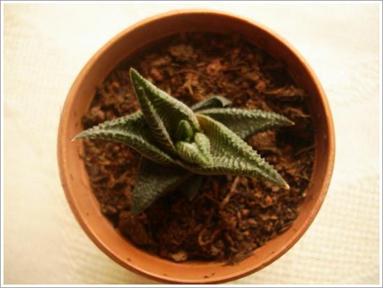 Name:  H. limifolia (2) 2.jpg
Views: 831
Size:  29.2 KB